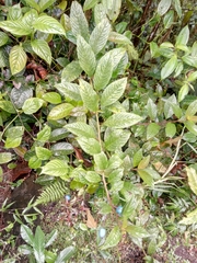 Campanulaceae