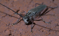 Saperda discoidea