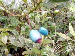 Campanulaceae