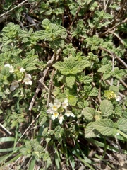 Lantana balansae