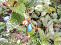 Campanulaceae