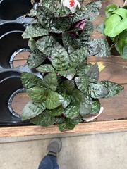 Hemigraphis alternata