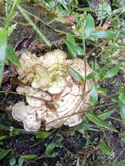Polyporales