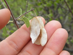 Triaspis glaucophylla