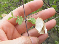 Triaspis glaucophylla
