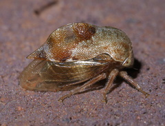 Cyrtolobus tuberosus