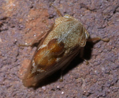Cyrtolobus tuberosus