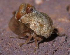 Cyrtolobus tuberosus