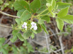 Vitex obovata
