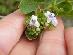 Vitex obovata