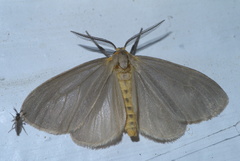 Pagara simplex