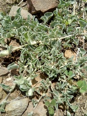 Dichondra argentea