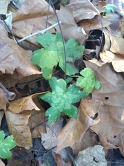 Hydrophyllum appendiculatum