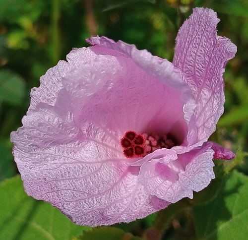 Hibiscus furcellatus observed 2025-10-05