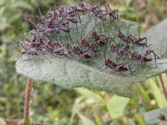 Chromacris psittacus