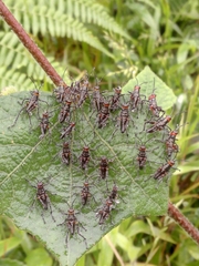 Chromacris psittacus