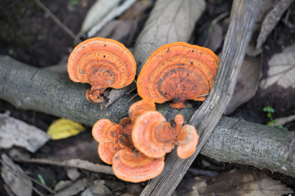Trametes sanguinea · October 2025 · photo: © ftsautter (iNaturalist, cc0)