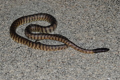 Aspidites melanocephalus