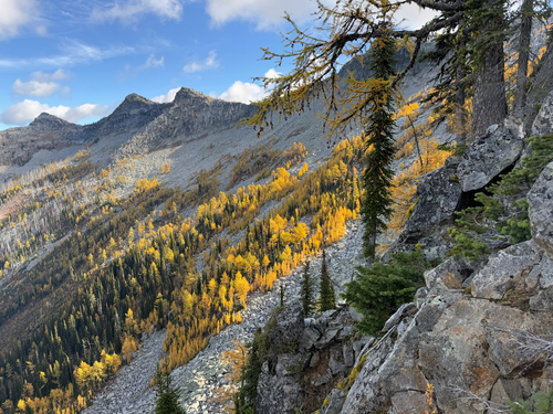 Subalpine larch (Larix lyallii)