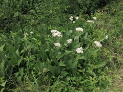 Parthenium hispidum
