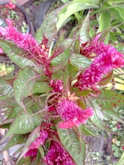 Celosia argentea