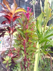 Celosia argentea
