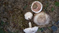 Agaricus devoniensis