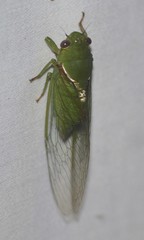 Glaucopsaltria viridis