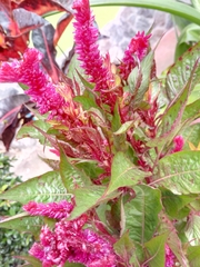 Celosia argentea