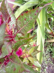 Celosia argentea