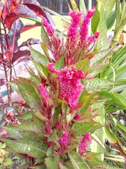 Celosia argentea