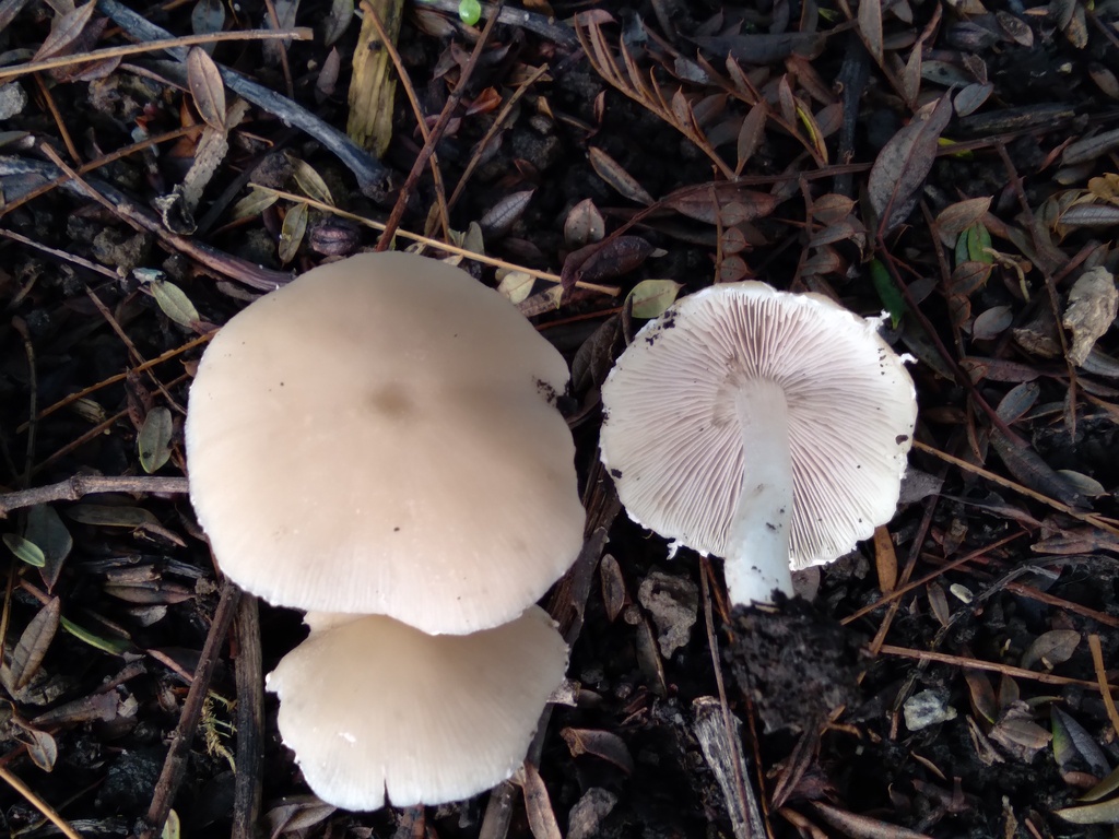 Candolleomyces candolleanus · October 2025 · photo: © bethmaree (iNaturalist, cc-by)