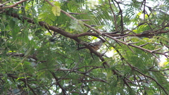 Campylorhynchus zonatus