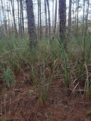 Cladium mariscus jamaicense