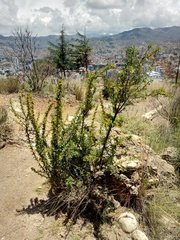 Berberis boliviana
