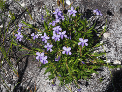 Viola decumbens