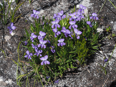 Viola decumbens