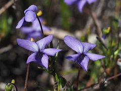 Viola decumbens