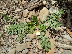 Hypseocharis pimpinellifolia