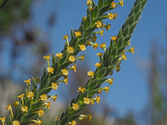 Struthiola tomentosa