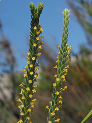 Struthiola tomentosa