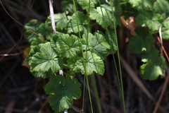 Pelargonium greytonense