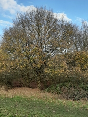 Quercus