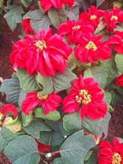 Euphorbia pulcherrima