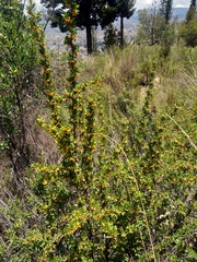Berberis boliviana