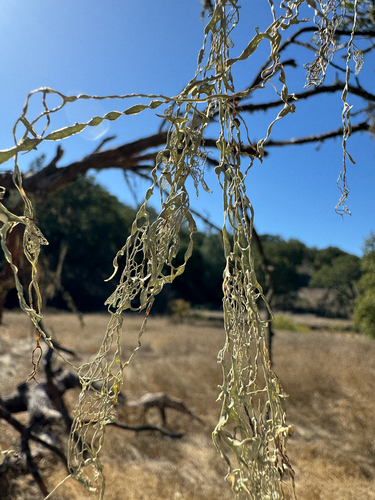 iNaturalist observation photo of lace lichen