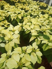 Euphorbia pulcherrima
