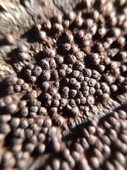 Rosellinia corticium