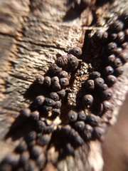 Rosellinia corticium