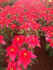 Euphorbia pulcherrima
